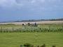 Golfsport-29